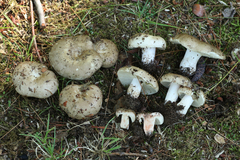 Russula dissimulans