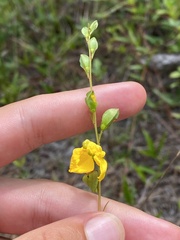 Ludwigia virgata