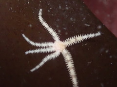 Ophiactis savignyi