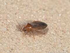 Lasiochilus pallidulus