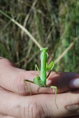 Hierodula transcaucasica