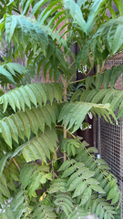 Ailanthus altissima