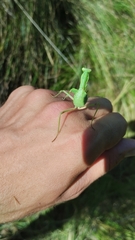 Hierodula transcaucasica