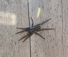 Artoriopsis expolita
