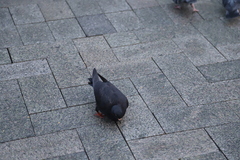 Columba livia domestica