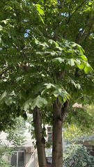 Aesculus hippocastanum