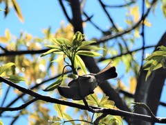 Passeriformes