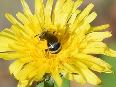 Lasioglossum leucozonium