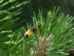 Acantholyda hieroglyphica