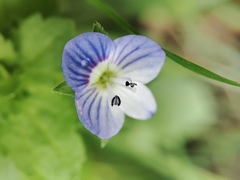 Veronica persica