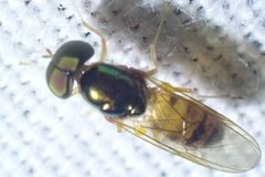 Cephalochrysa canadensis