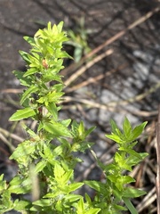 Gratiola pilosa