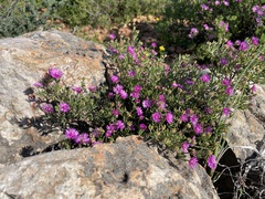 Drosanthemum deciduum