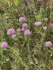 Allium lineare