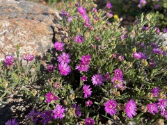 Drosanthemum deciduum