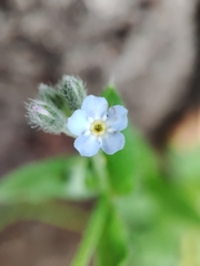 Myosotis arvensis