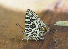 Cigaritis crustaria