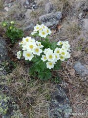 Anemonastrum biarmiense