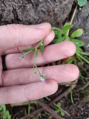 Myosotis arvensis