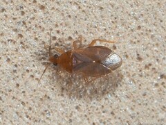 Lasiochilus pallidulus