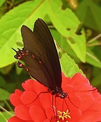 Parides montezuma