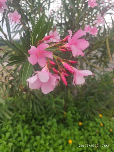 oleander