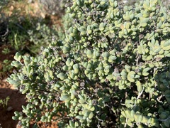 Ruschia leucosperma