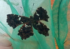Calydna sturnula