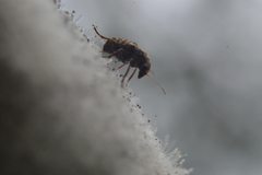 Araecerus