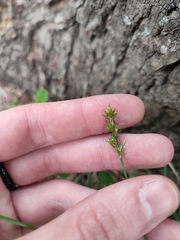 Carex spicata