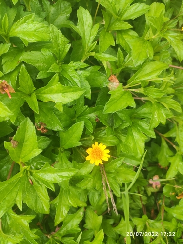 Trailing Daisy