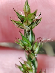 Carex spicata