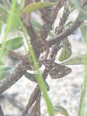 Fernaldella georgiana