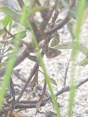 Fernaldella georgiana