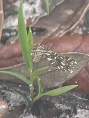 Fernaldella georgiana