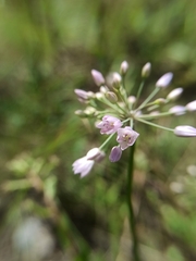 Allium rubens