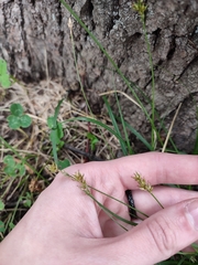 Carex spicata