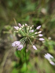 Allium rubens