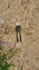 Onychogomphus forcipatus
