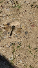 Onychogomphus forcipatus