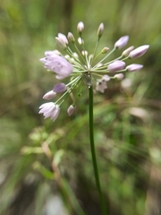 Allium rubens