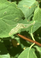 Liriomyza philadelphivora