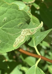 Liriomyza philadelphivora