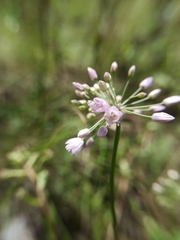 Allium rubens