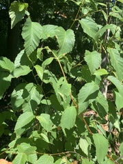 Liriomyza philadelphivora