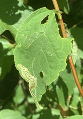 Liriomyza philadelphivora