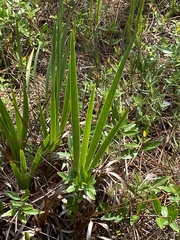 Iris tridentata
