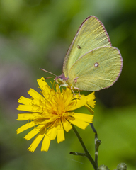 Colias interior image