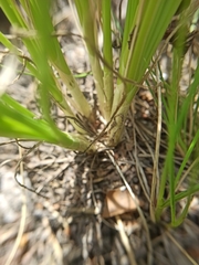 Allium rubens
