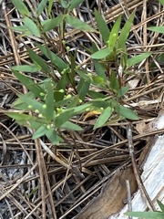 Dichanthelium patulum